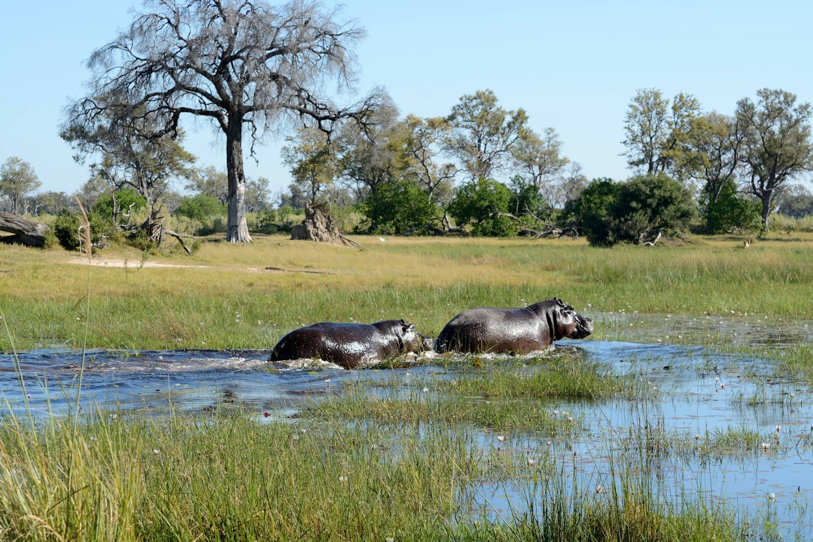 Why a water safari changes how you see Africa