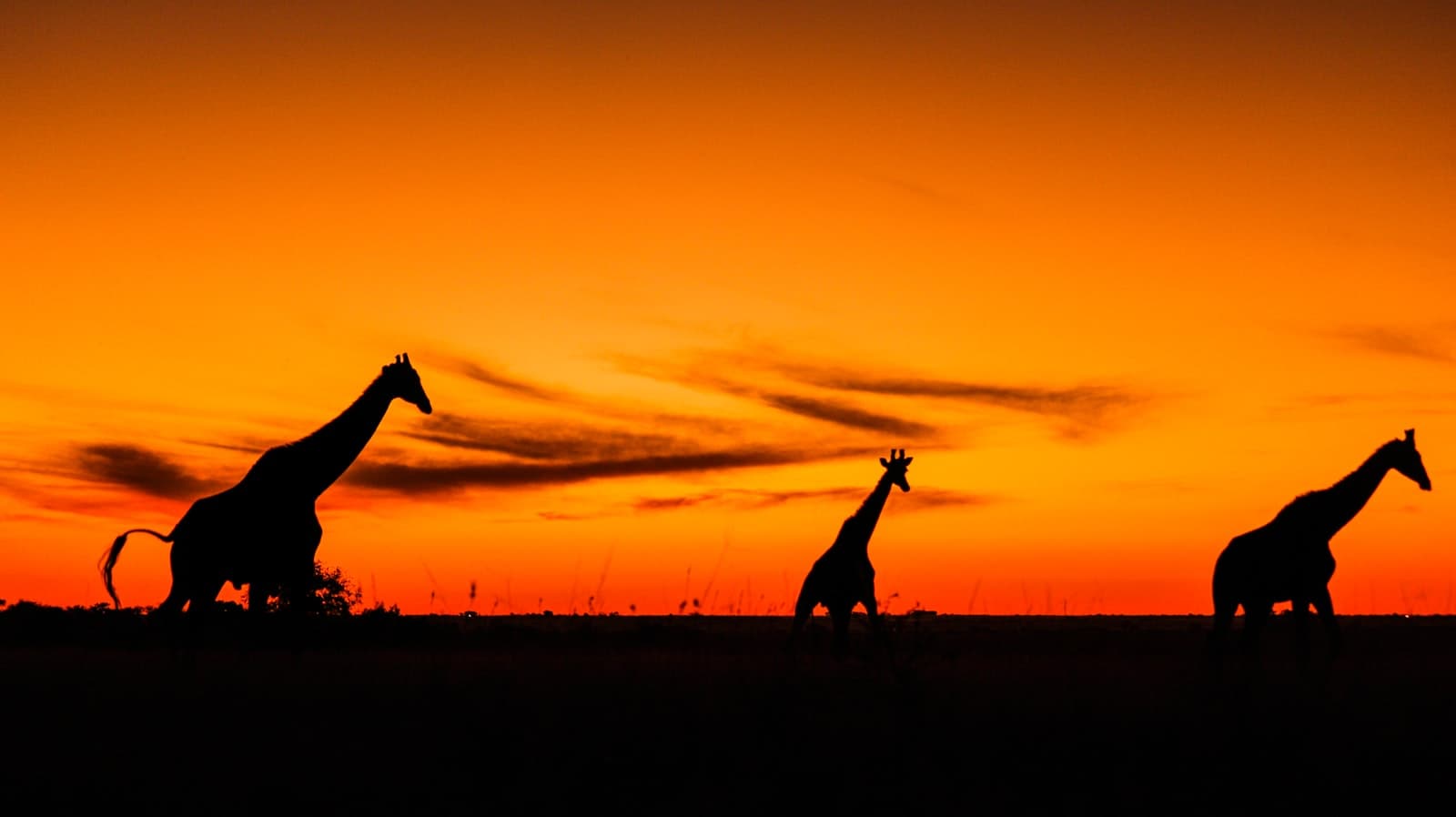 Zambia landscape